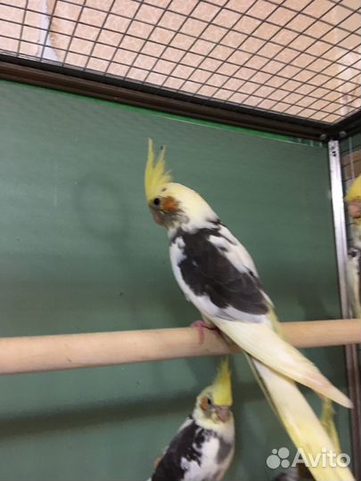 Птенцы Кареллы