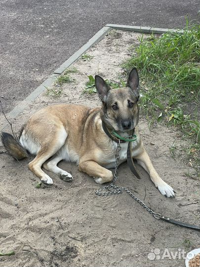 Найдена собака