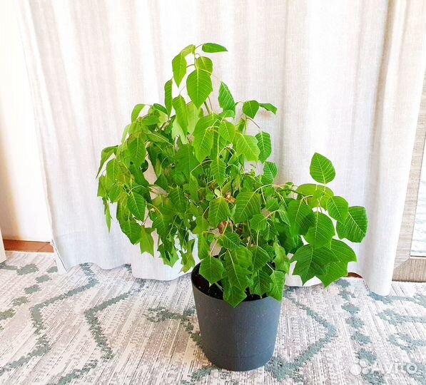 Пуансеттия взрослое растение молочай красивейший