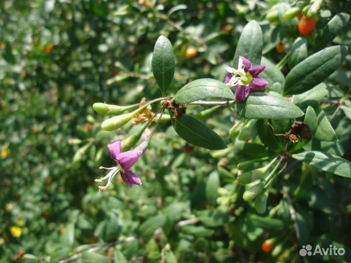 Полынь Божье дерево Годжи китайская Астра татарска