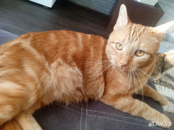 Котик-подросток