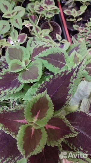 Сингониум, колеус, ахименесы