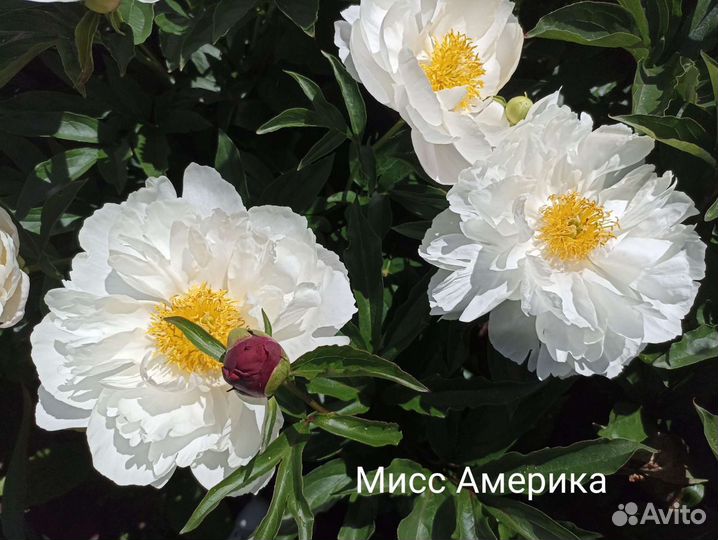 Пион Мисс Америка