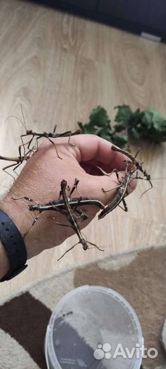 Скорпионы, палочники, сколопендры, тараканы