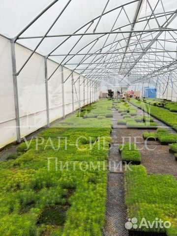 Лиственница Сибирская зкс сеянцы