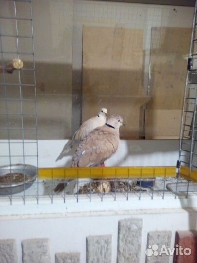 Смеющаяся горлица