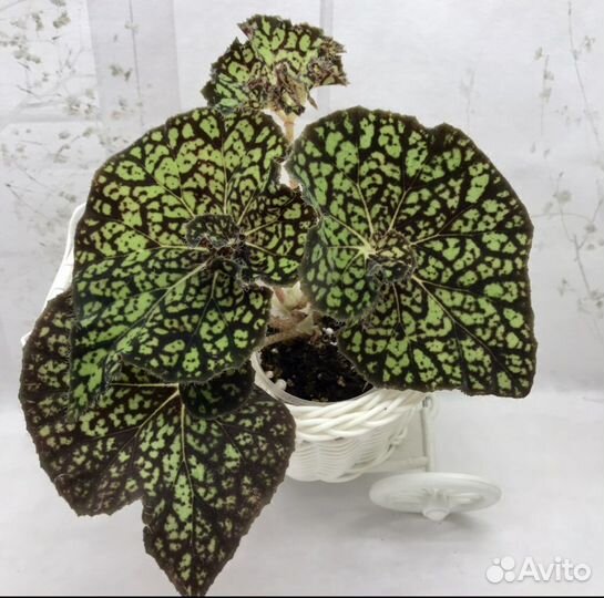 Бегонии(Королевские,Кейн,Природные) Высылаю почтой