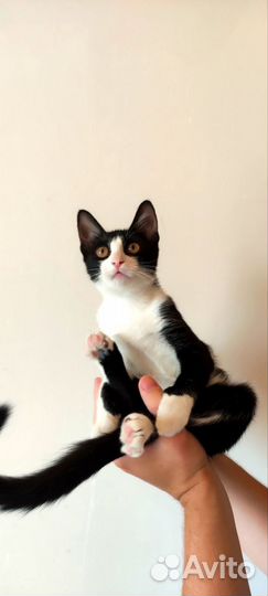 Котенок из приюта очень общительная. Доставка