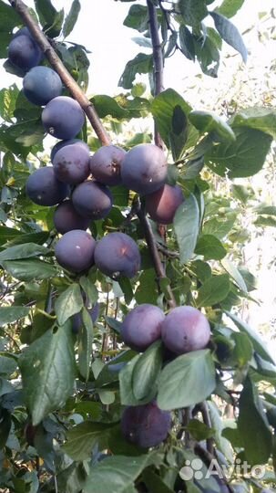 Саженцы яблони,груши питомник Шамонино