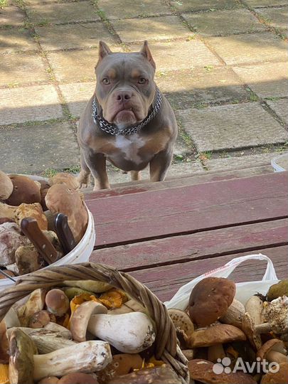 Американский булли вязка