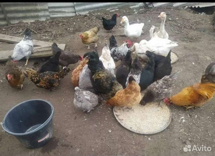 Яйца инкубационные