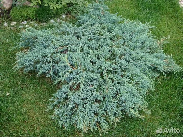 Можжевельник Блю Карпет (Blue Carpet)