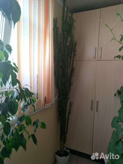 Молочай трехгранный