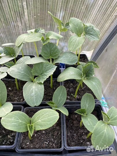Рассада огурцов и кабачков