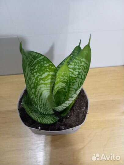 Щучий хвост