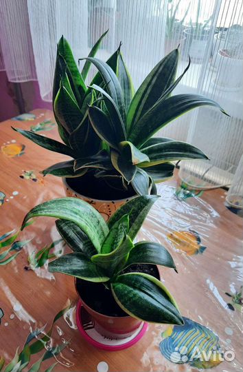 Сансевиерия сортовая