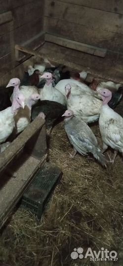 Индюки индюшата