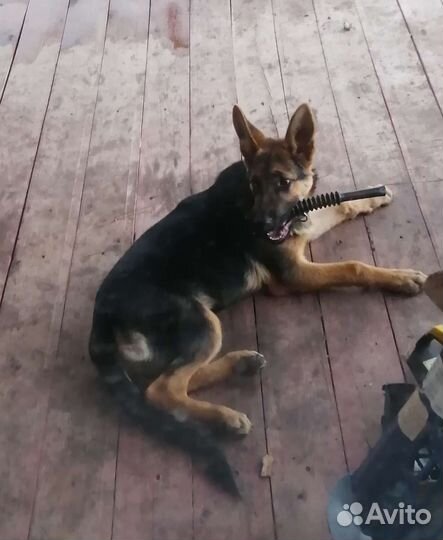 Отдам щенка овчарки