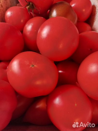 Помидоры свежие домашние