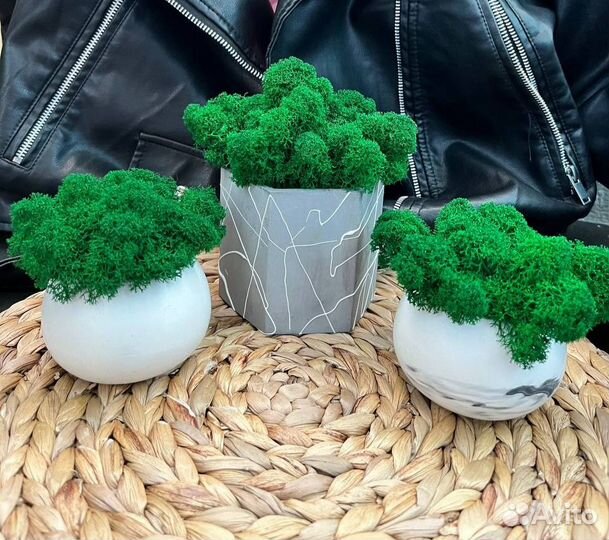 Стабилизированный мох в кашпо