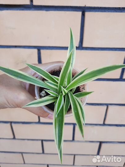 Укорененные детки Хлорофитум хохлатый