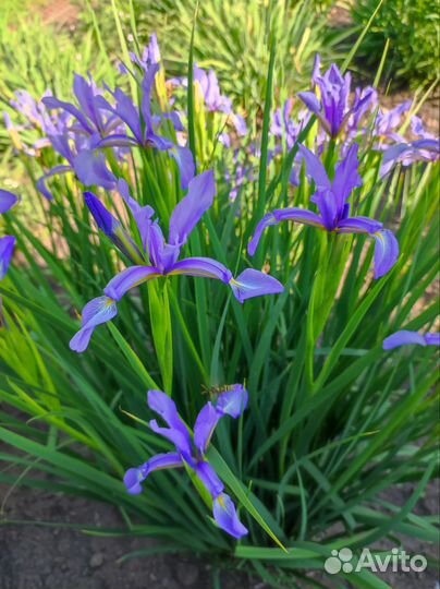 Ирис сибирский