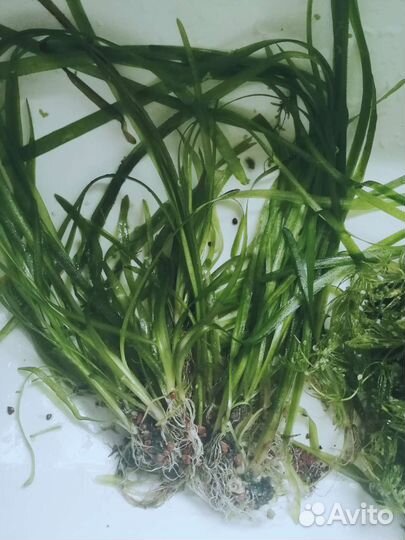 Аквариумные растения