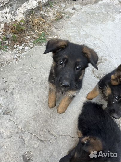 Щенки немецкой овчарки