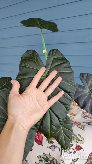 Алоказия Regal shields