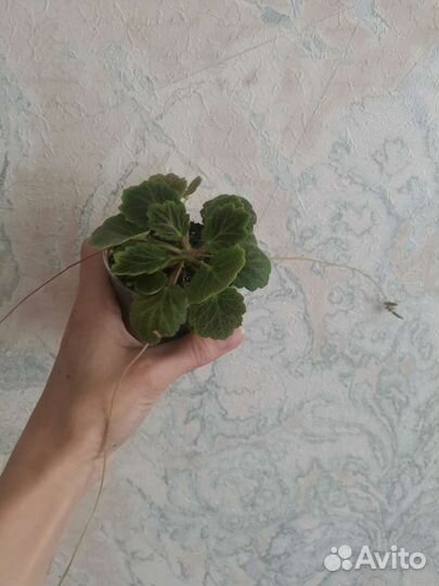 Камнеломка