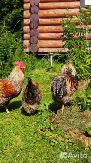 Инкубационное яйцо