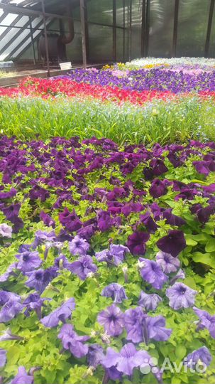 Однолетние цветы, калибрахоа, овощные культуры