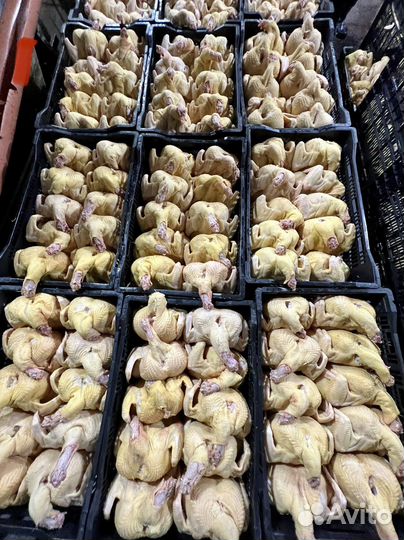 Куры домашние опт