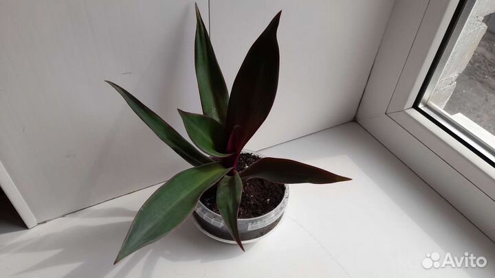 Традесканция рео пурпурная,отводки и взрослые