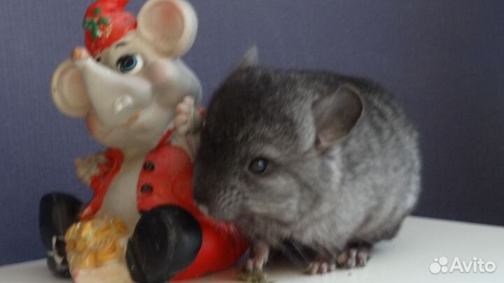 Шиншиллы стандарт мальчики и девочки
