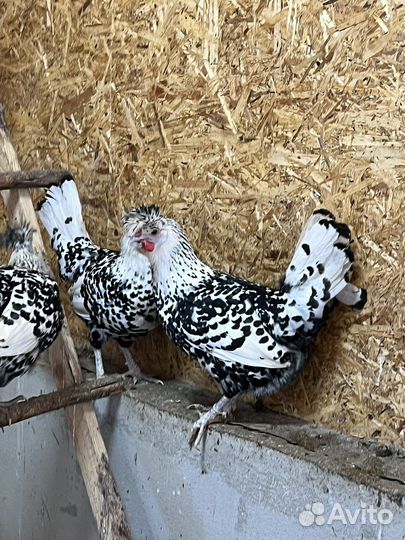 Аппенцеллер серебро ия