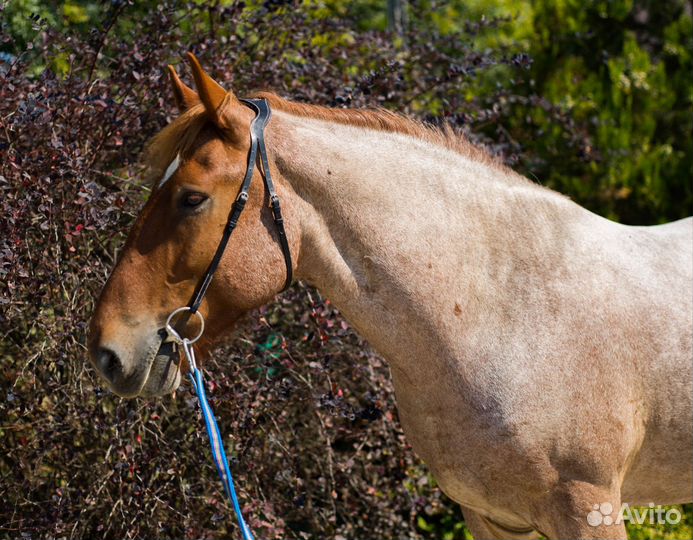 Мерин 2015 г.р. полутяж