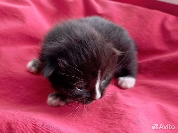 Котенок девочка