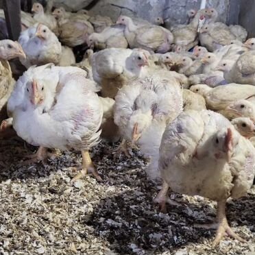 Бройлер "Росс-308"