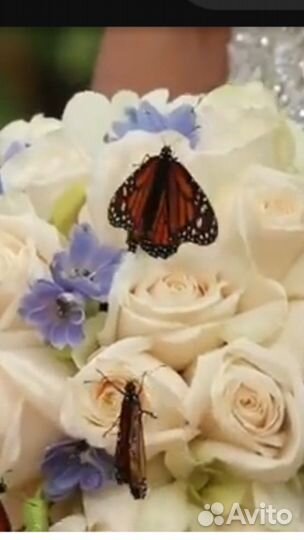 Живые тропические бабочки для праздника