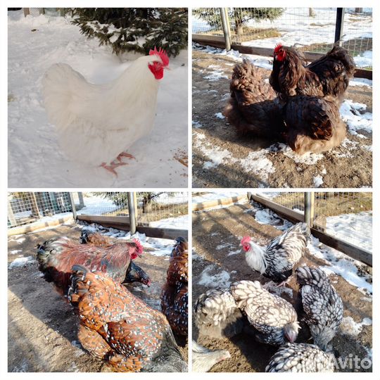 Инкубационное яйцо Орпингтон