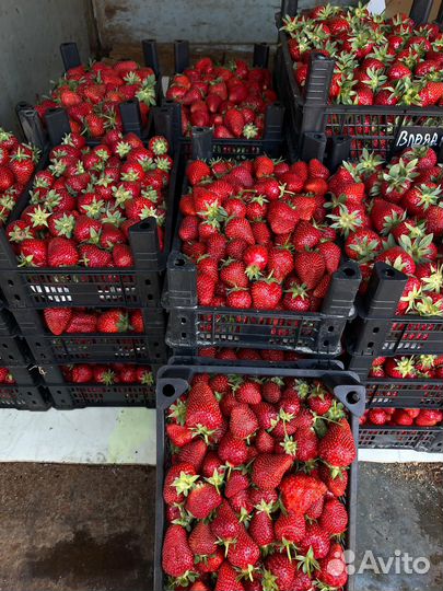 Клубника свежая местная