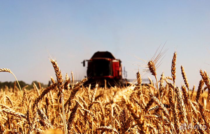 Заведующий ремонтных цехом (с. Малые Маячки)