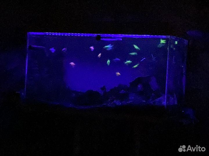 Аквариум Aquael leddy SET plus DAY & night 105л