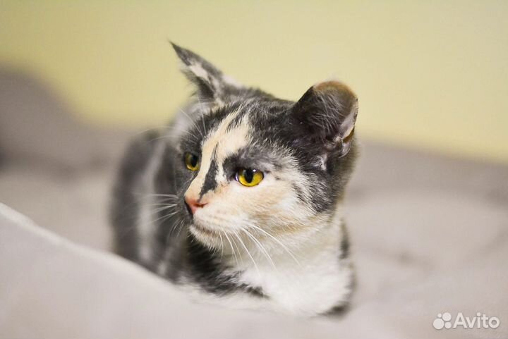 Котенок девочка 4 месяца