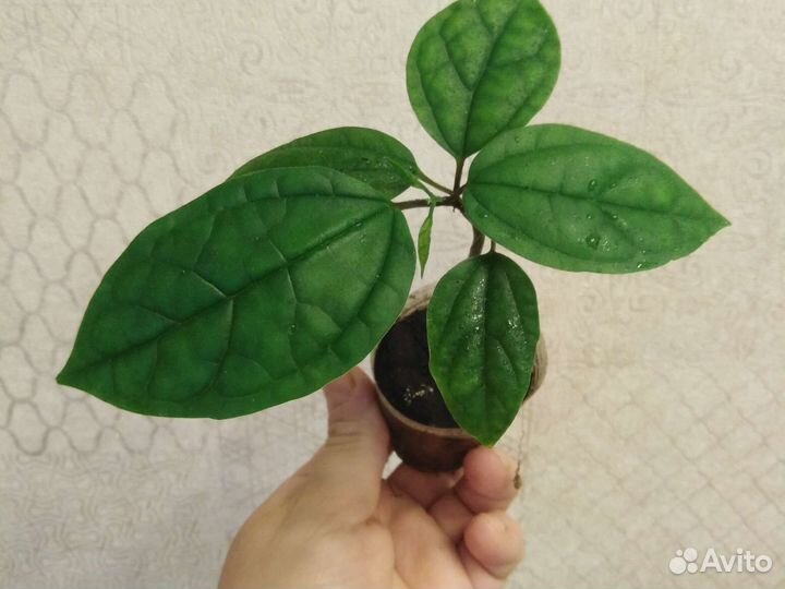 Клеродендрум Томпсона, Шмидта, Энерме вар