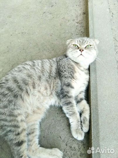 Шотландская