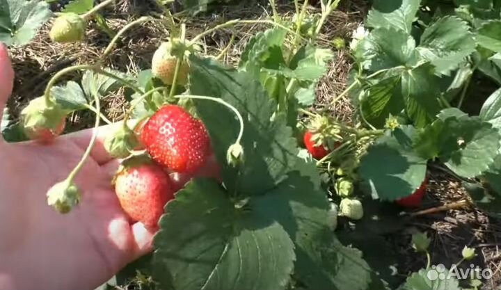Саженцы клубники Мурано