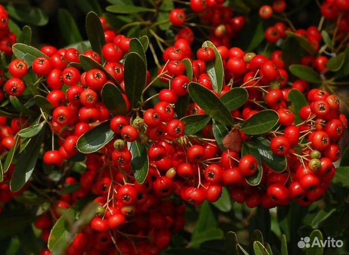 Пираканта красная