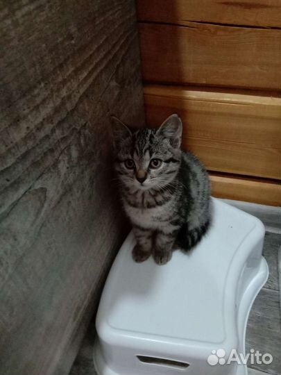 Котёнок девочка в добрые руки бесплатно